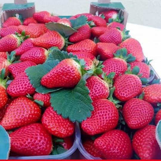 Клубника "МАЛЬГА" ремонтантная (6 шт.)
